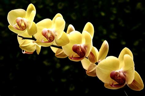 Phalaenopsis Gele Orchidee Geel Gratis Foto Op Pixabay Pixabay