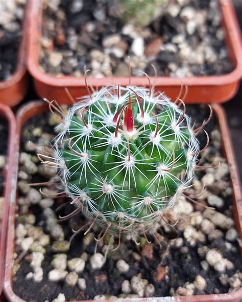 Копія Stenocactus echinofossulocactus phyllacanthus violaciflorus SB