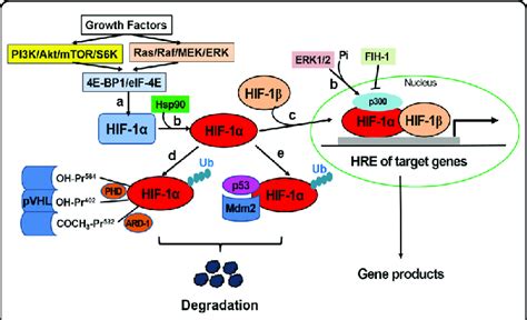 Regulation Of The Hif 1α Pathway A Growth Factor Induced Hif 1α