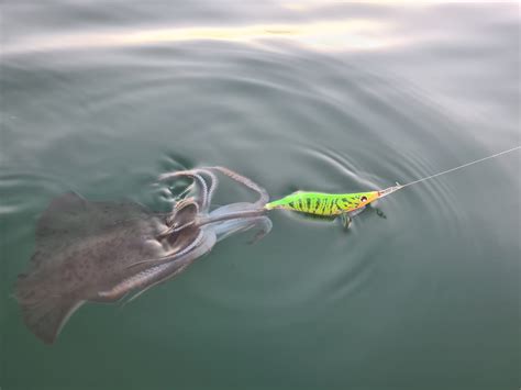 Mejores Señuelos para Pescar Calamares