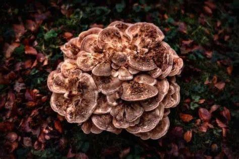 11 Types Of Mushrooms In Kentucky With Pictures Wildlife Informer