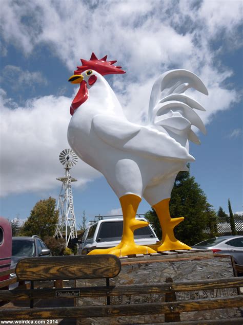 Giant Chickens Weird California