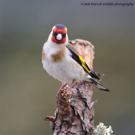 Goldfinch Kingussie Scotland Bob Hurrell Wildlife Flickr