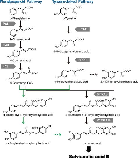 Figure From The Biosynthetic Pathways Of Tanshinones And Phenolic