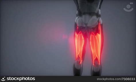 thigh muscles - Visible muscle anatomy map — Stockphotos.com