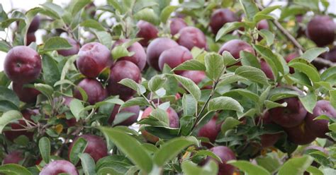 guide  apple varieties   clifton park ny