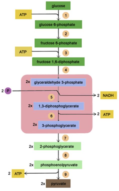 Glycolysis Diagram | Quizlet