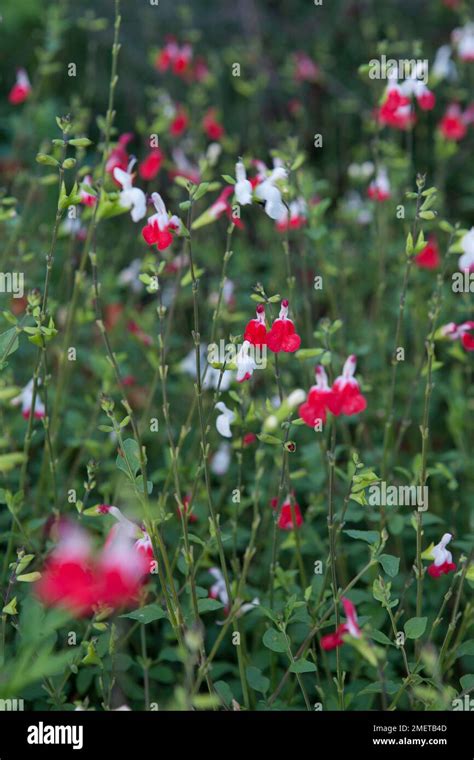 Salvia X Jamensis Hot Lips Stock Photo Alamy