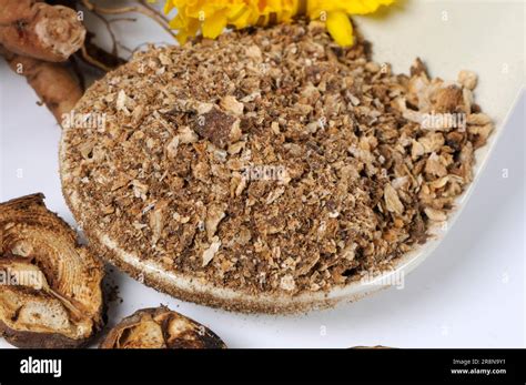 Ground Dandelion Root Taraxacum Vulgare Taraxacum Officinale Stock