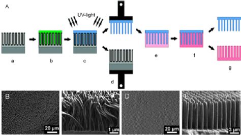 (A) Schematic of the fabrication of polymer nanofibers using a ...