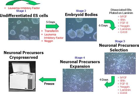 Illustration Of The Derivation Of Mouse ES Cell Derived Neuron