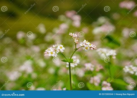 Buckwheat and Wild Flower Field in Mu Cang Chai Stock Photo - Image of ...