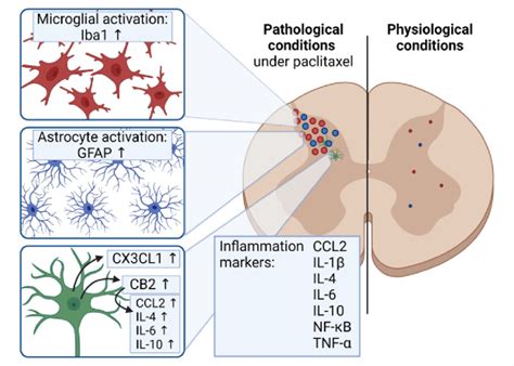 Pathomechanisms Of Paclitaxel Induced Peripheral Neuropathy In The