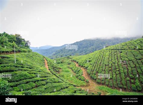 Munnar Tea Plantations Stock Photo - Alamy