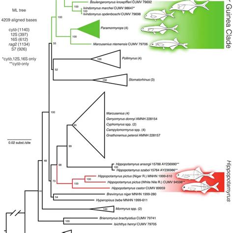 Maximum Likelihood Phylogenetic Tree Calculated In Raxml For