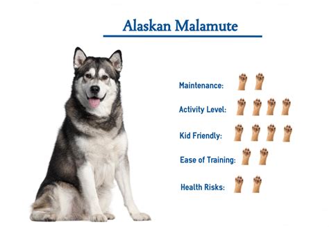 Alaskan Malamute Everything You Need To Know At A Glance