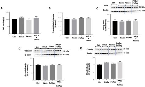 Effects Of PACs On Cell Integrity And Viability Of Caco2 15 Cells