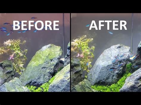 how to clean algae off fish tank rocks