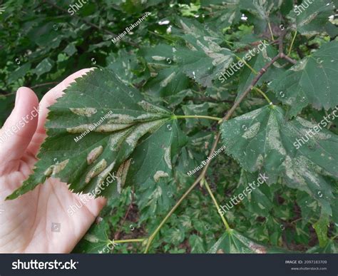 On Leaf Lime Tree Tilia There Stock Photo 2097183709 | Shutterstock