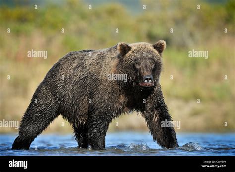 Grizzly Bear fishing in river Stock Photo - Alamy