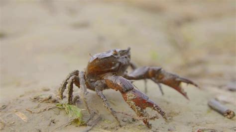 Crab Beach Sea Free Stock Video Pixabay