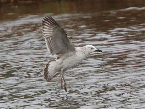 CAMBRIDGESHIRE BIRD CLUB GALLERY Caspian Gull