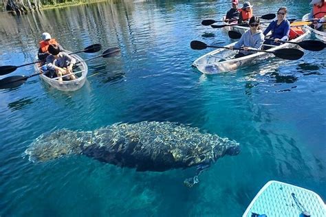 Silver Springs Clear Kayak Or Paddle Board Wildlife Tour 2025 - Orlando