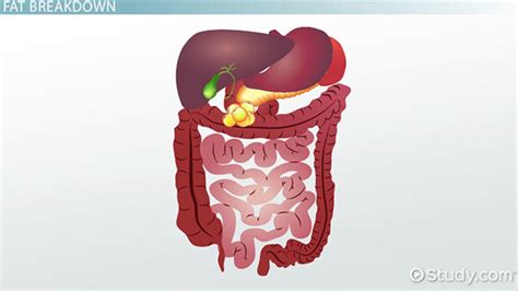 Accessory Organs of the Digestive System | Overview & Structures ...