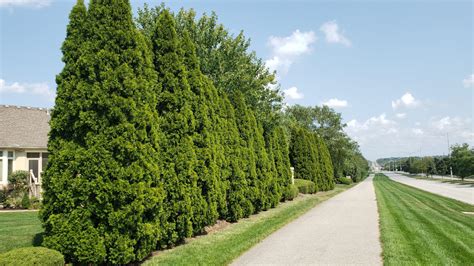 Arborvitae Fence Line