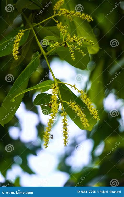 Flowers Blooming on Branches of Arjuna Tree in Rural India. Stock Image ...