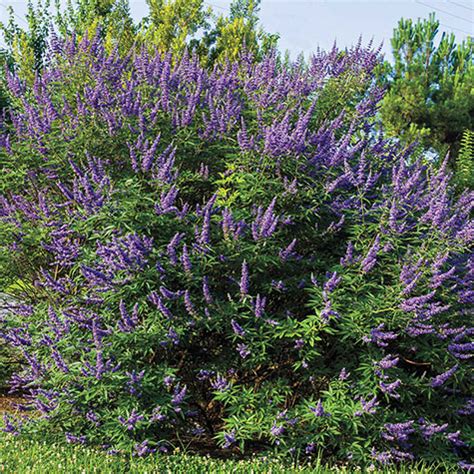 Shoal Creek Chaste Tree Gurney S Seed Nursery Co