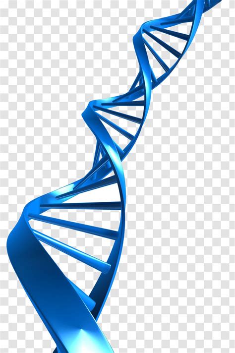 DNA Profiling Nucleic Acid Double Helix Clip Art Dna Extraction