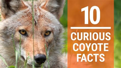 10 Curious Coyote Facts - YouTube