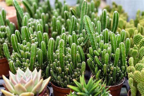 Nada de sombra e água fresca saiba como cuidar de cactos da forma