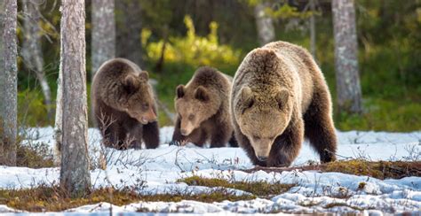 Bears, Yellowstone National Park - Off the Beaten Path