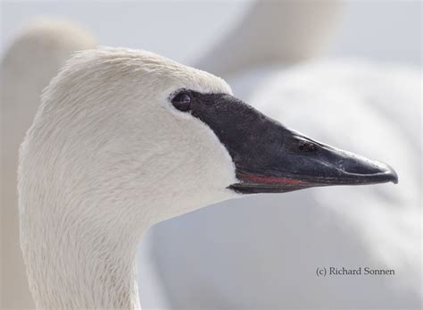 Swan Identification & Behavior | Trumpeter Swan Society