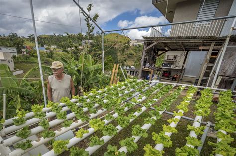 Agriculture Vs Manufacturing In Puerto Rico Puerto Rico 51st