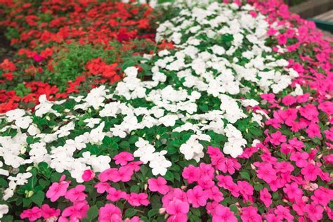 Impatiens | Annuals, Perennials, Shade-Loving | Britannica