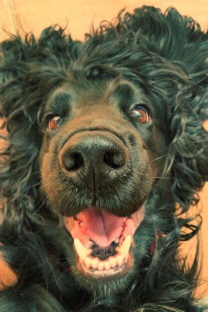 Premium Photo | Close-up portrait of a happy black spaniel dog