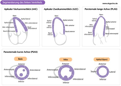 Linksventrikuläre Segmente für Echokardiographie und Herzbildgebung