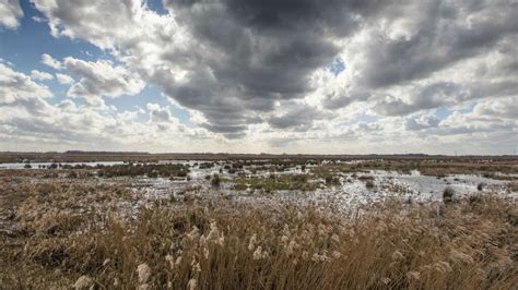 Vrees Voor Grote Uitbraak Vogelgriep In De Onlanden Tijdens Broedseizoen