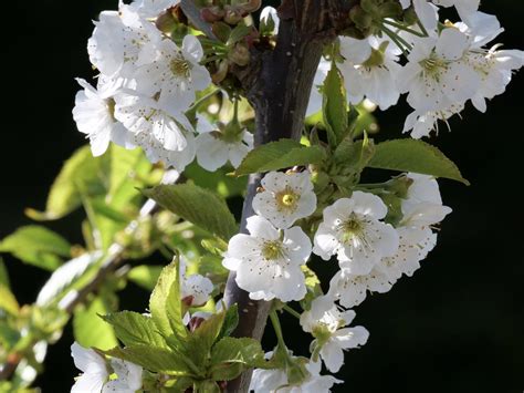 Dwarf Carmine Jewel - Bush Cherry Tree — The Barefoot Garden Center
