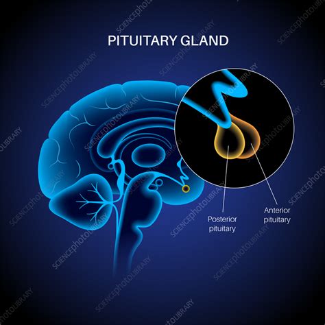 Anatomy Of The Pituitary Gland