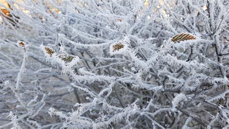 Fotos Gratis Rbol Rama Fr O Invierno Hoja Flor Escarcha Hielo