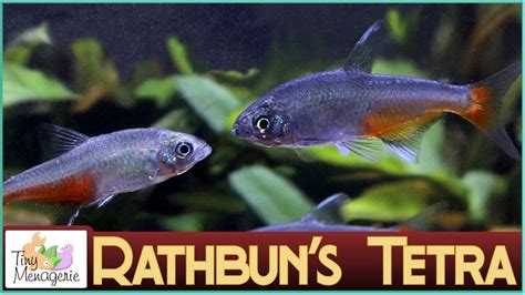 All About Rathbun S Tetra The Least Tetra Of All The Tetras Green