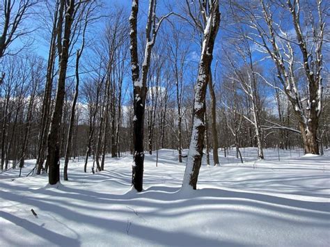 5 Acres In Schoharie County New York