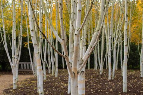 Himalayan Birch Betula Utilis Jacquemontii Hedging Harrod Outdoors