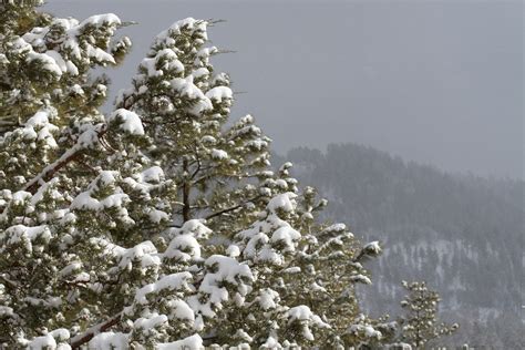 Free Images Tree Branch Mountain Snow Winter Frost Ice Weather