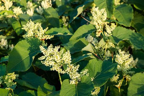 Japanese Knotweed Invasive Species