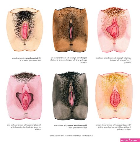 Illustrated Nude Vagina Types Nude1